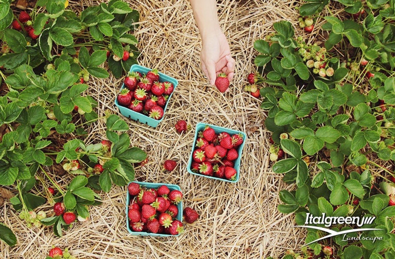 ordinare il giardino