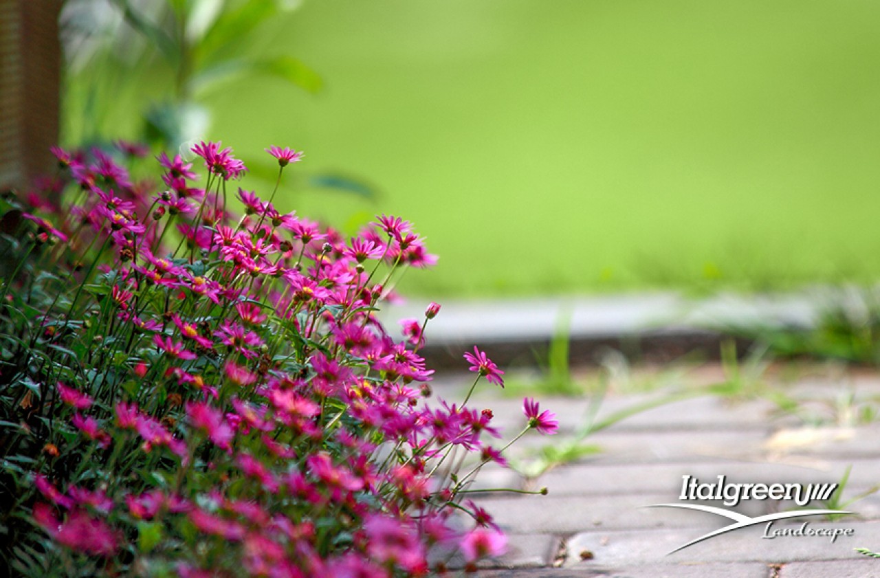 giardino commestibile fiori