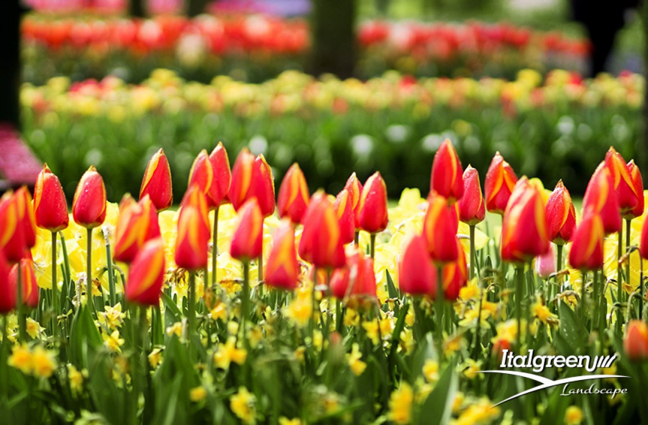 fiori per la primavera