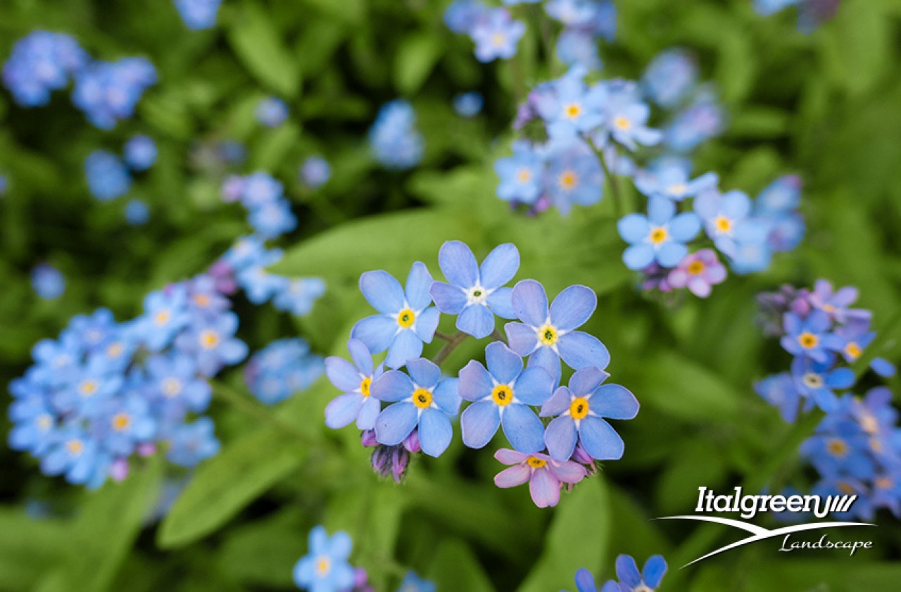 Primavera-in-giardino-fiori-Itagreen-Landscape