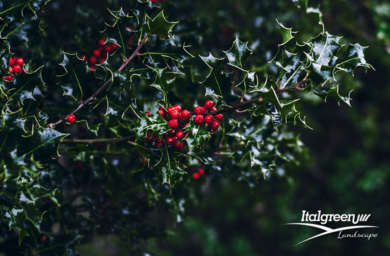 addobbi natale e giardino