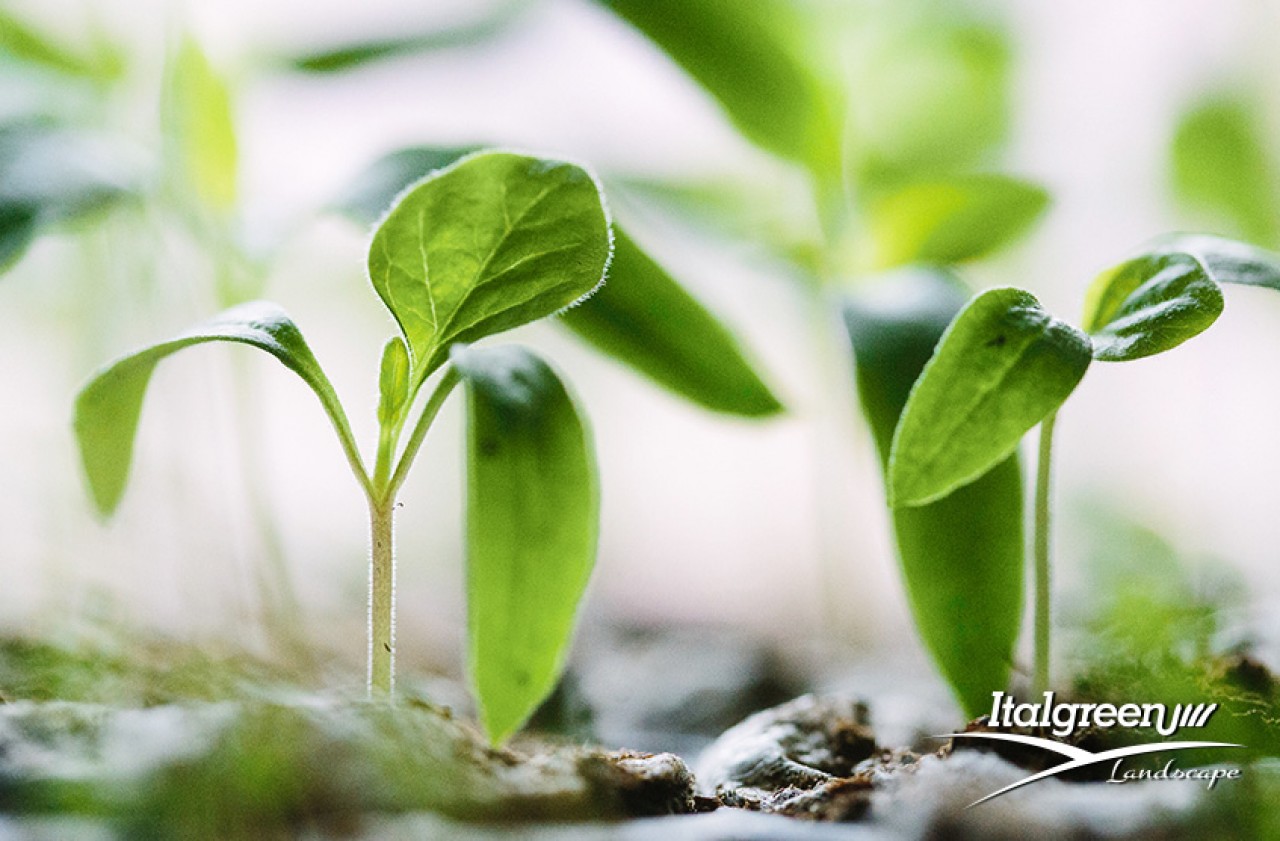 come eliminare gli insetti dalle piante