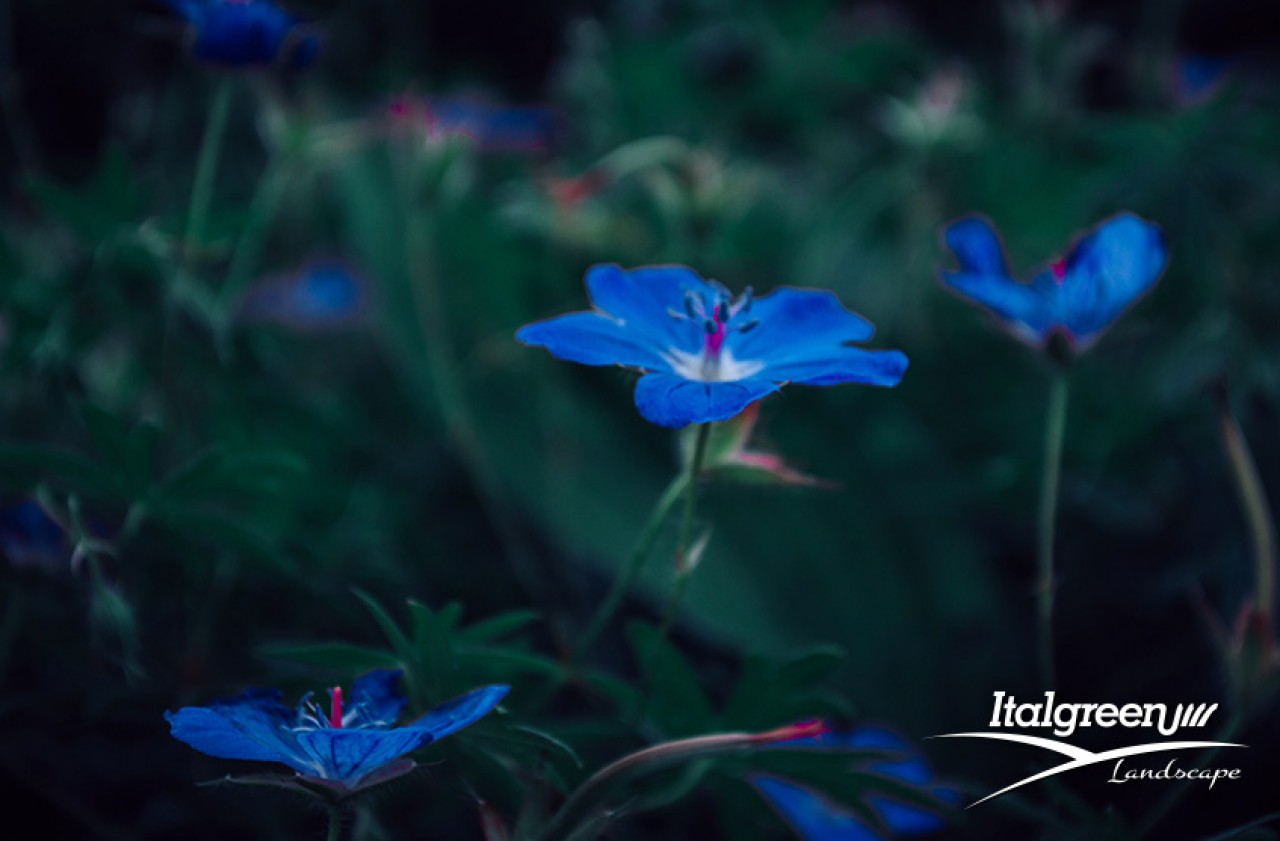 fiori di colore blu