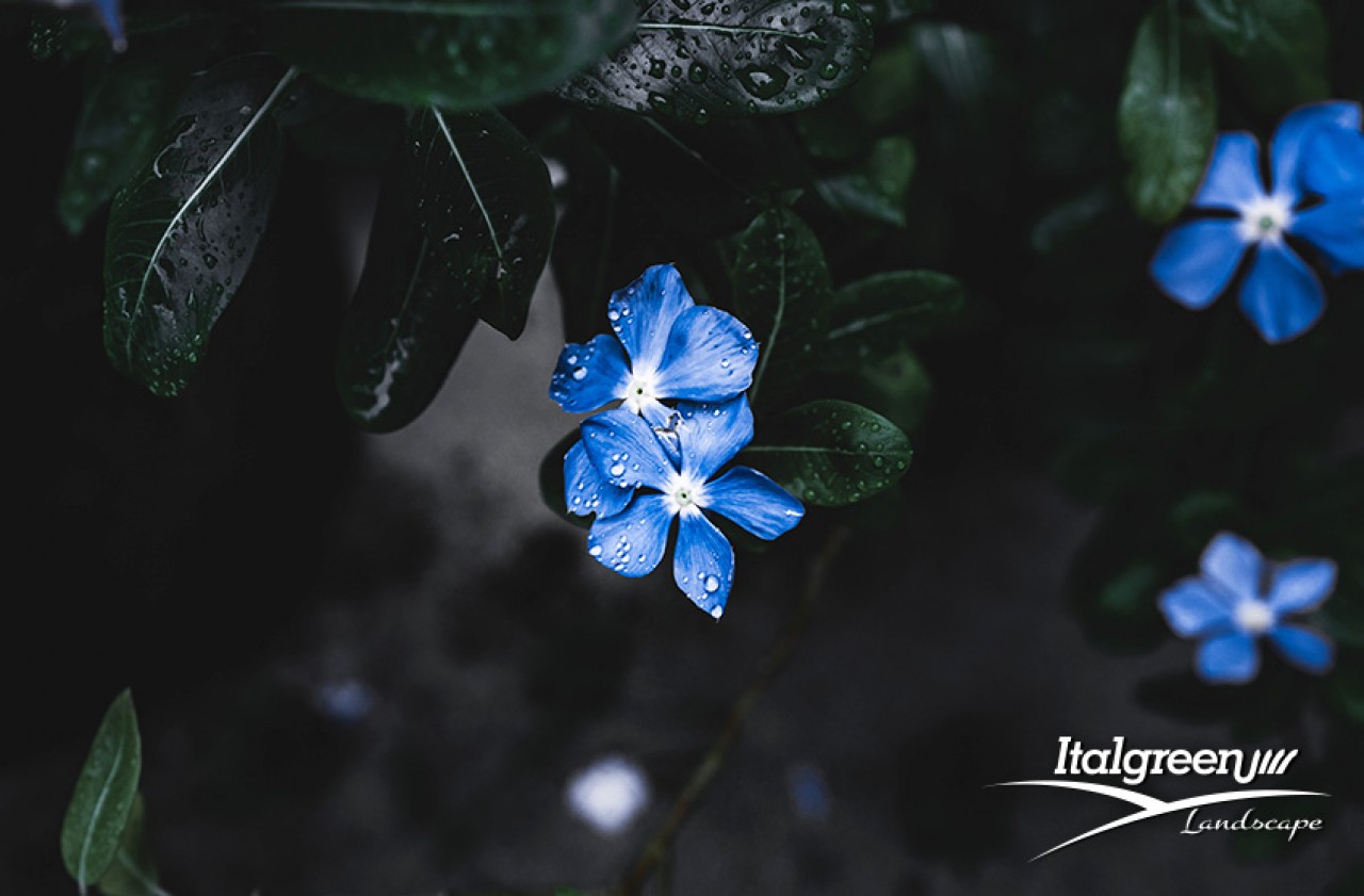fiori blu nomi