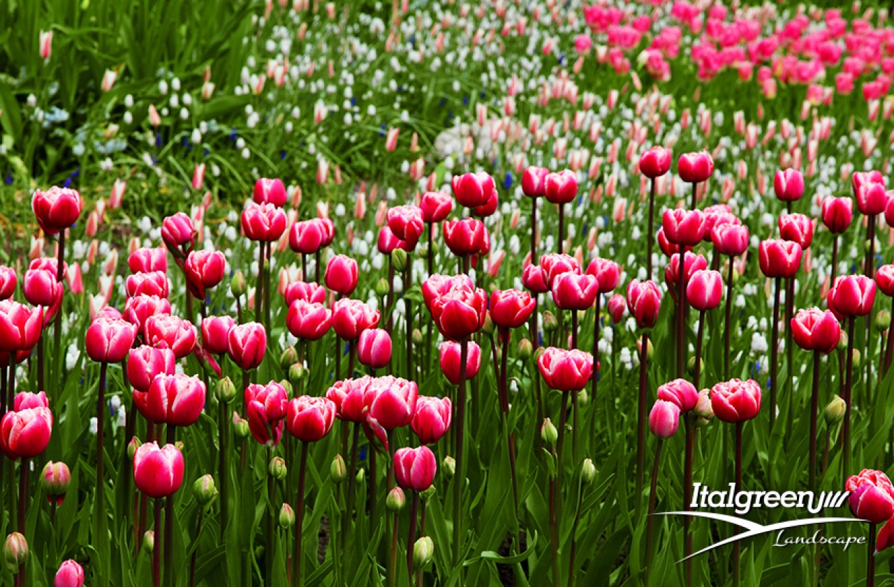 primavera giardino