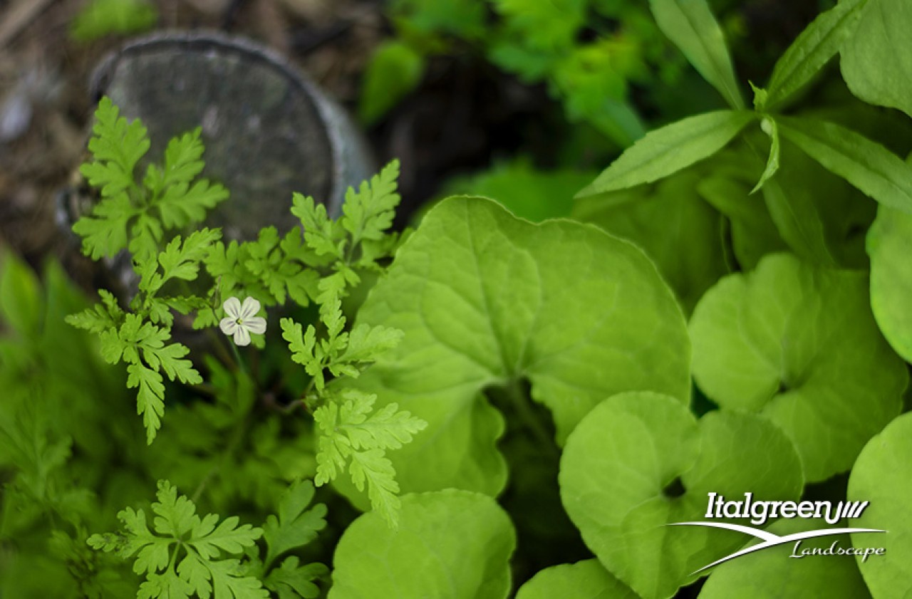 giardinaggio e erba sintetica