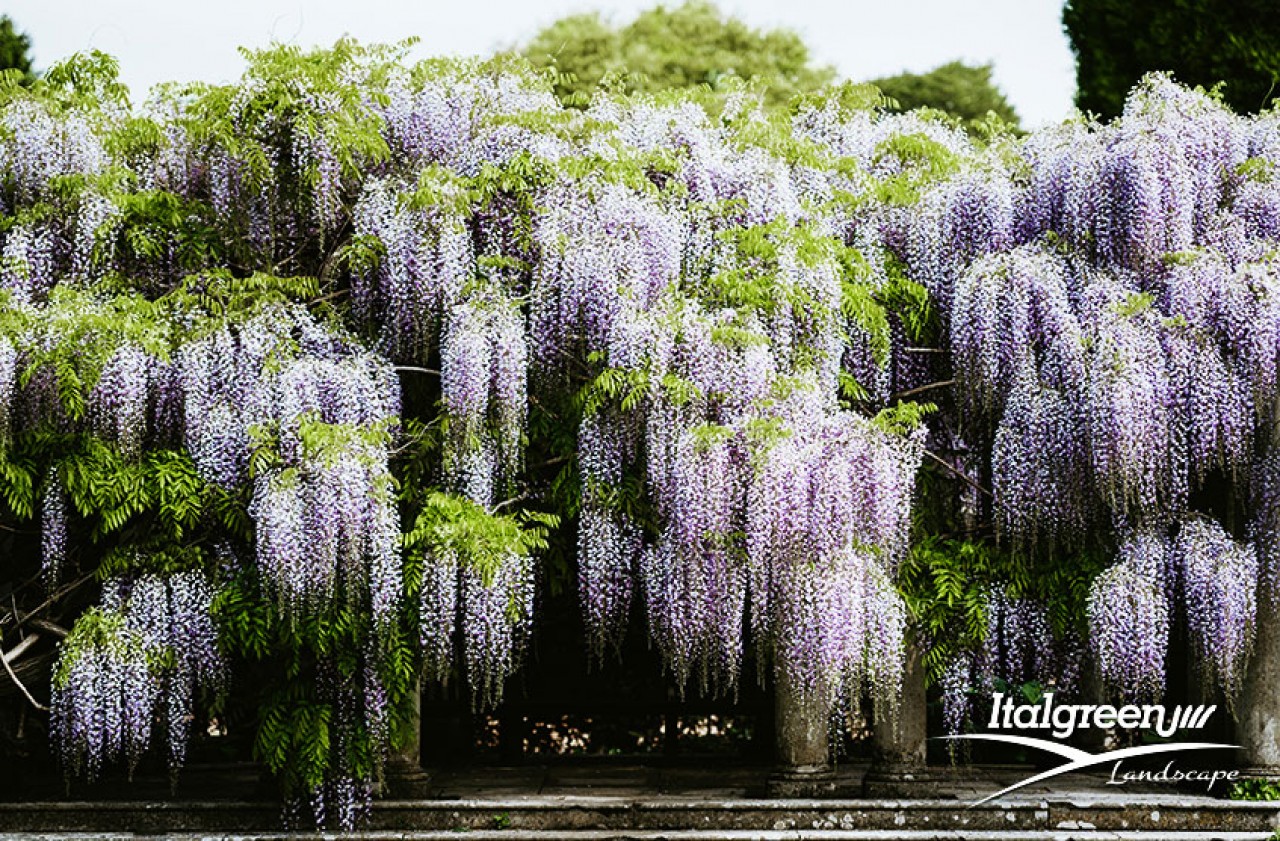 fiori resistenti giardino