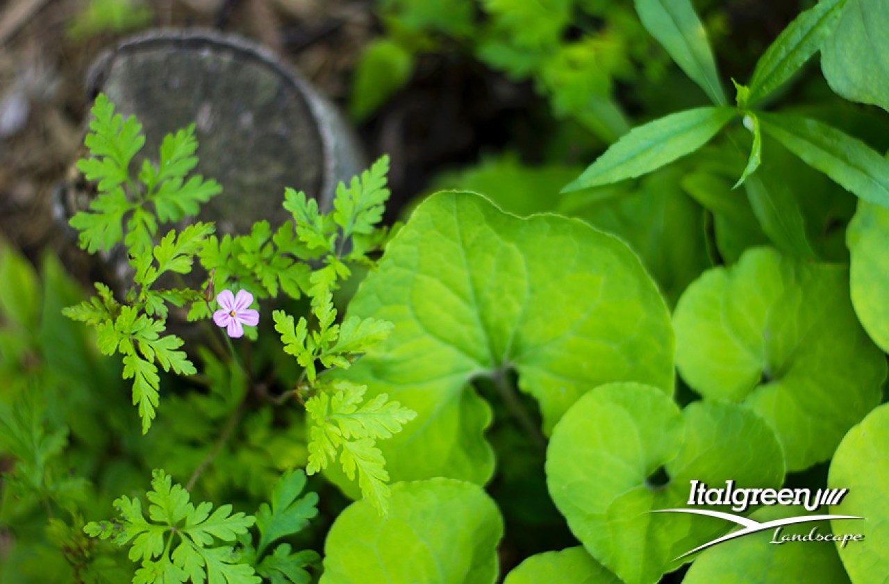 progettare e organizzare giardino