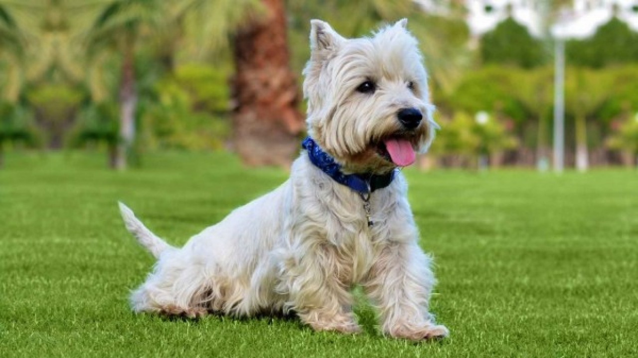 synthetic grass and dogs