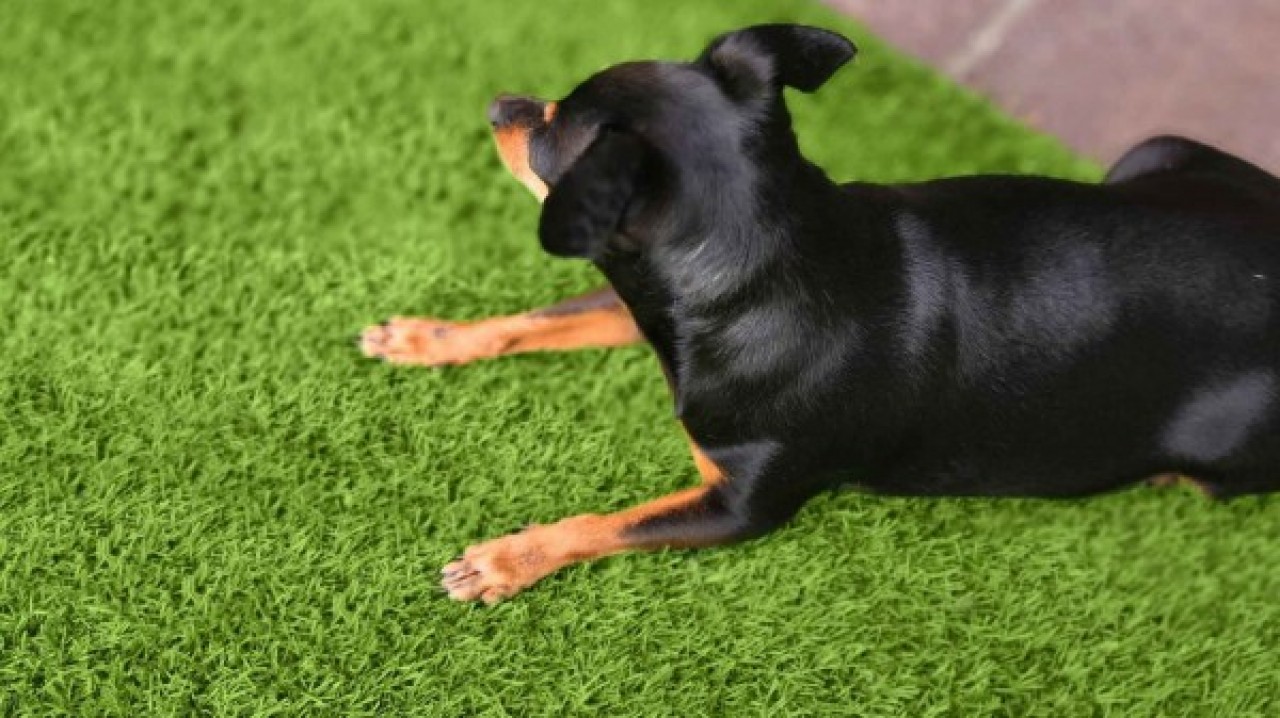 synthetic grass for dogs