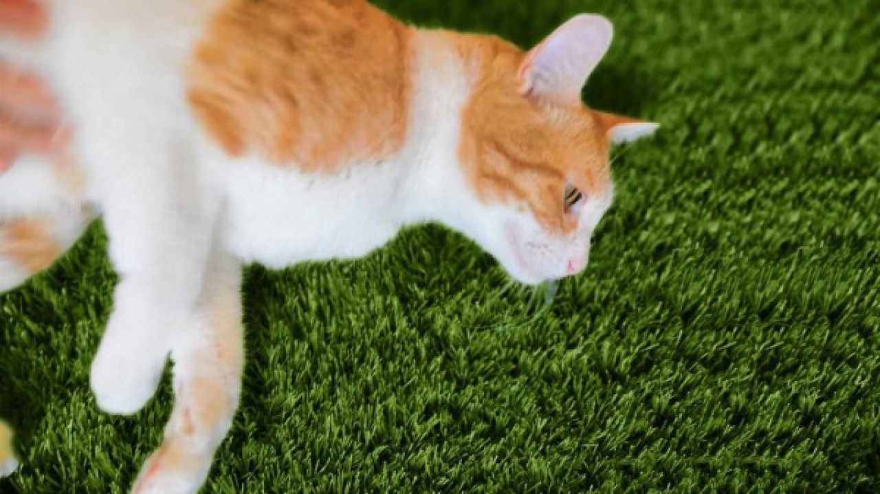 synthetic grass for pets