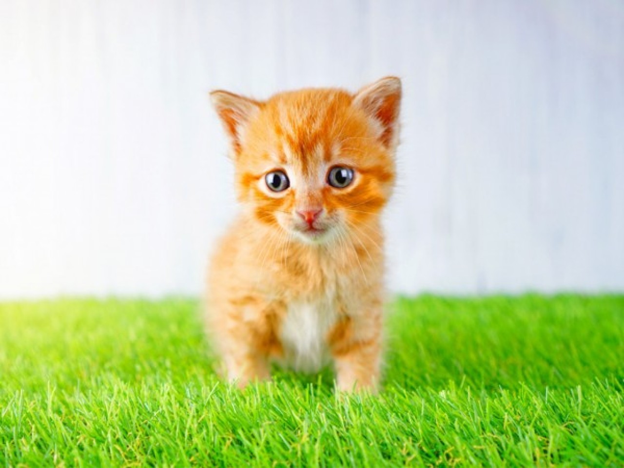 synthetic grass for dogs and cats prices