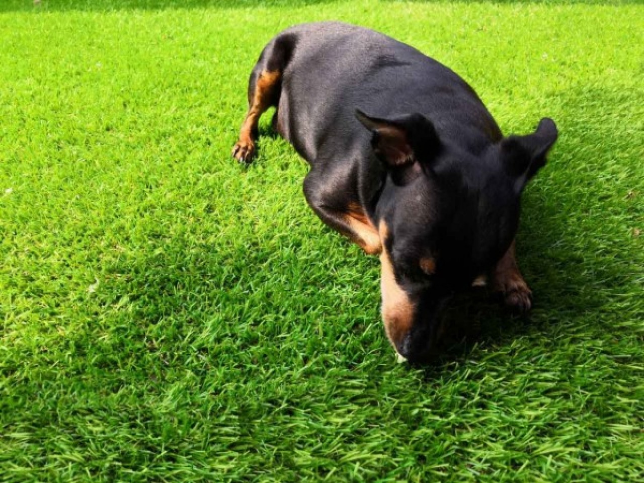 synthetic grass for dogs