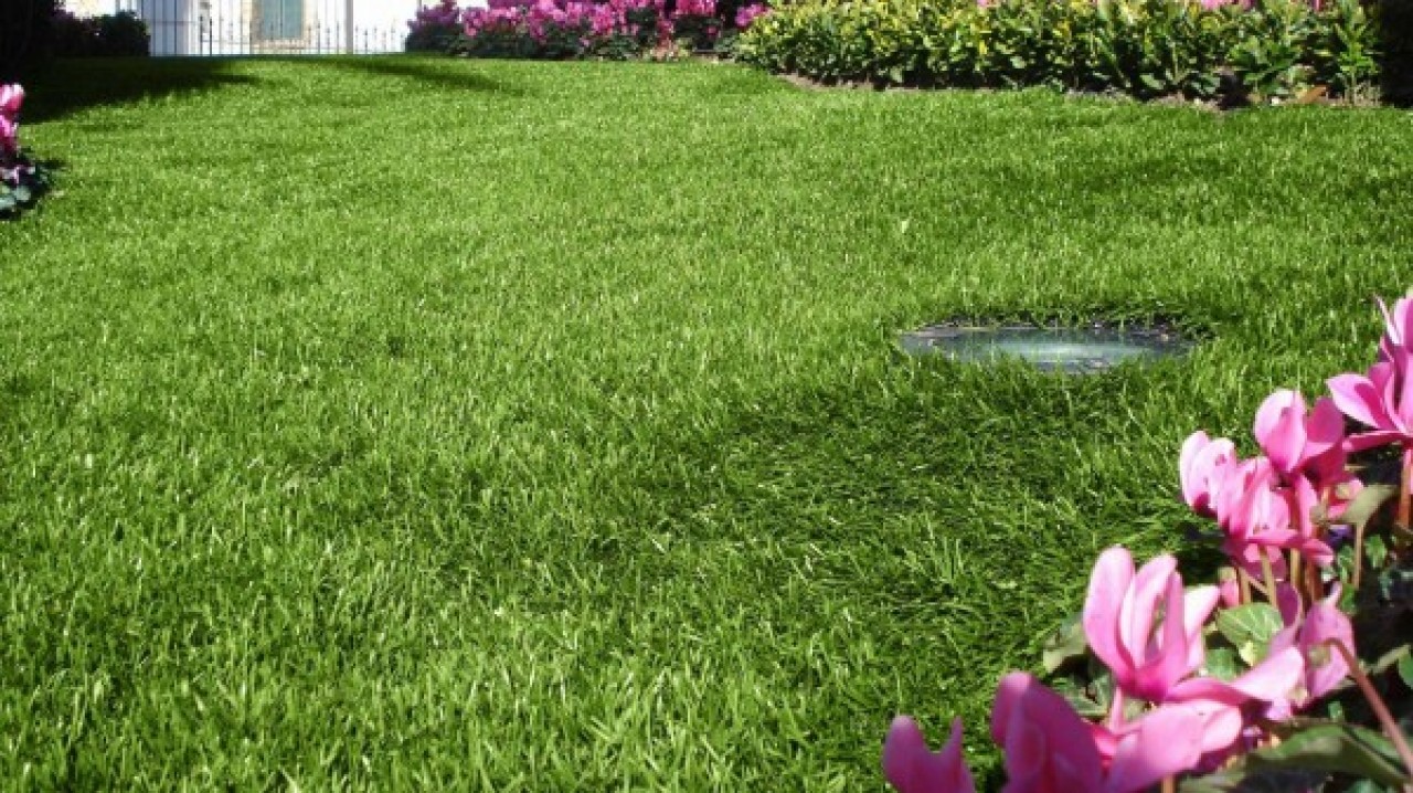 Italian synthetic grass