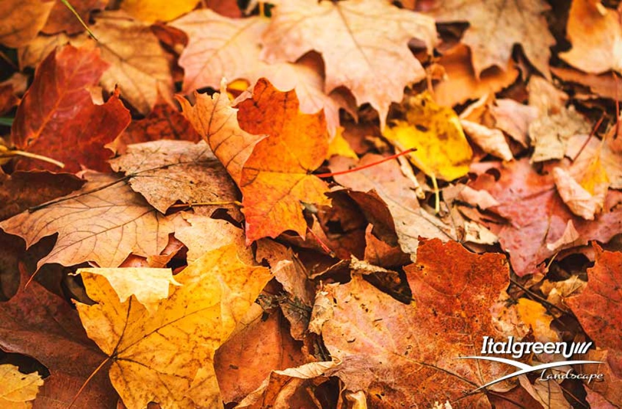 Ottobre-in-giardino-i-lavori-da-fare-Italgreen-Landscape lavori giardino
