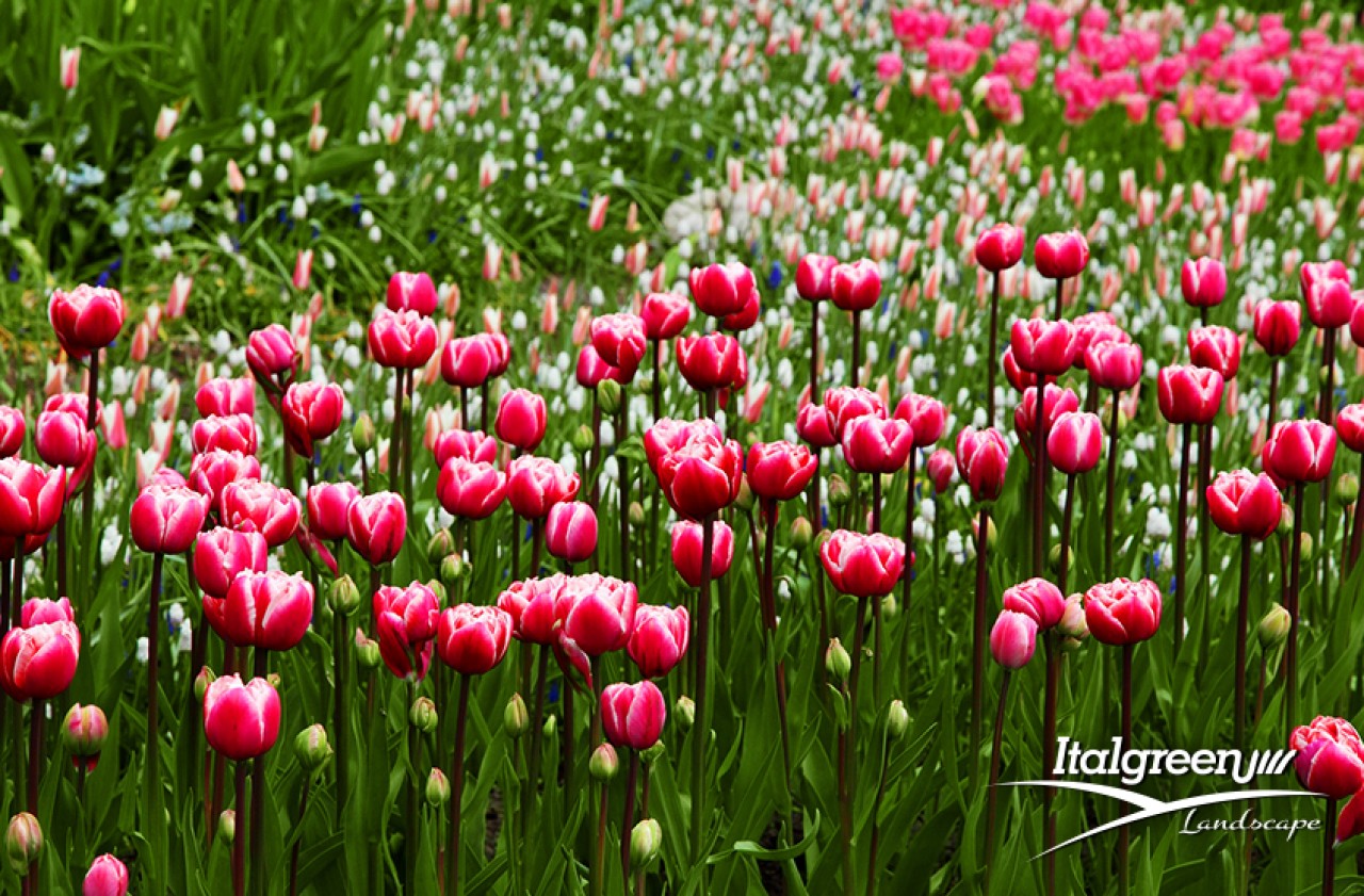 primavera giardino