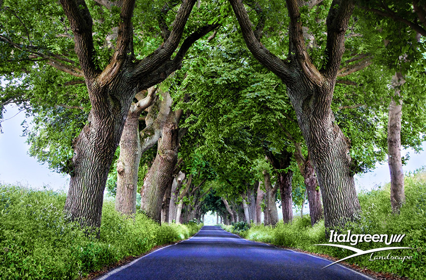 World Forum on urban forests - foreste urbane