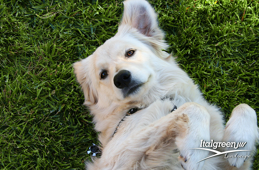 erba sintetica per cani