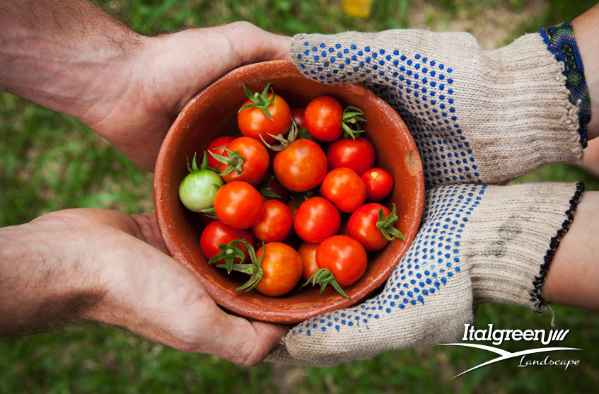 Luglio in giardino i lavori da fare nell'orto
