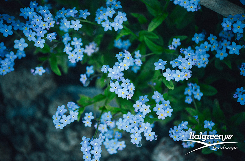 Verde balcone.: Non ti scordar di me (Myosotis), fiore utile e