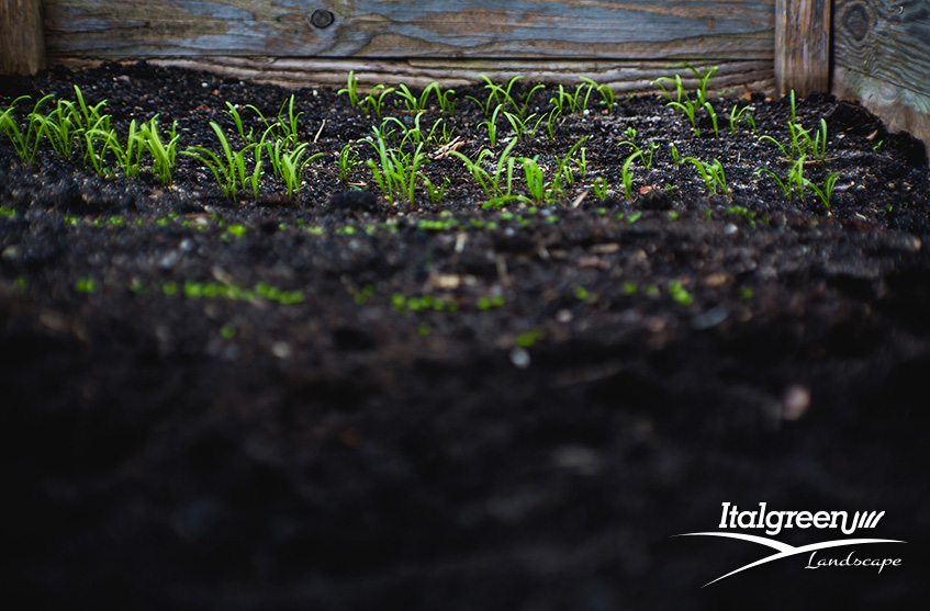 Gli errori più comuni nella semina del prato germinazione